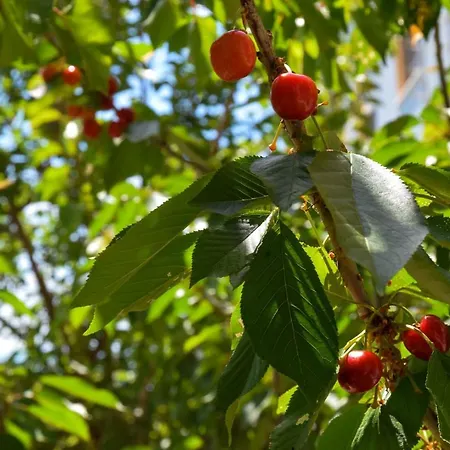 Appartamento Miloen Gjiri I Lalzit *
